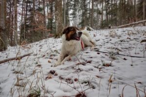 Греческая овчарка в зимнем лесу