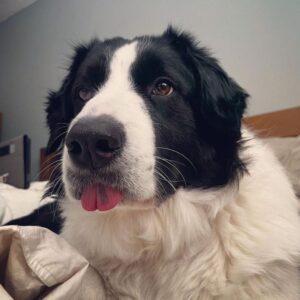 Фото греческой овчарки