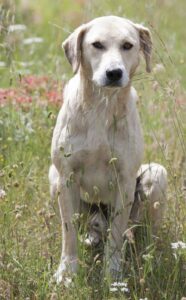 Собака греческая овчарка