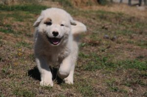 Щенок греческой овчарки