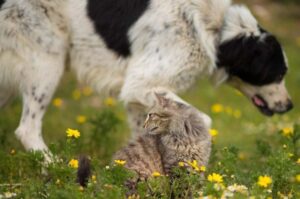 Котенок и собака греческая овчарка