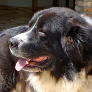 Фотография породы греческая овчарка