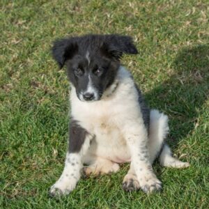 Щенок породы греческая овчарка