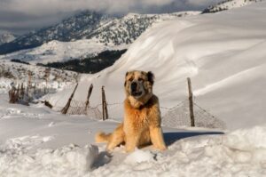 Греческая овчарка зимой в горах