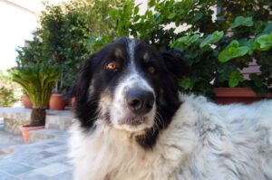 Порода греческая овчарка