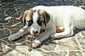 Щенок породы греческая овчарка