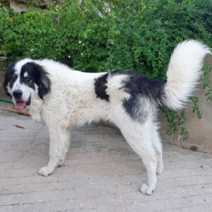 Крупный пёс породы греческая овчарка