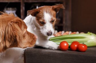 Какие овощи можно давать собаке и в каком виде?