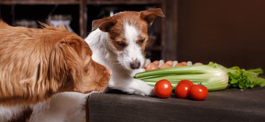 Какие овощи можно давать собаке и в каком виде?
