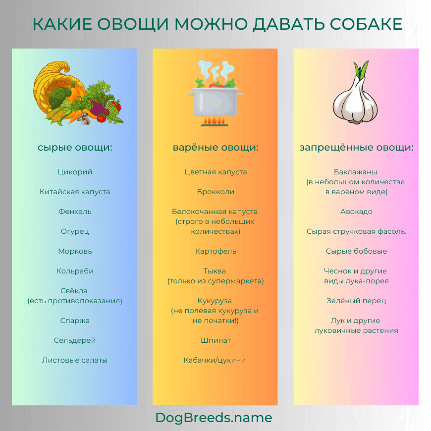 Какие овощи можно давать