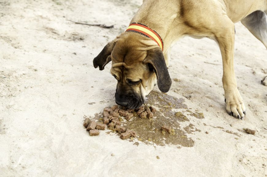 Как отучить собаку подбирать с земли
