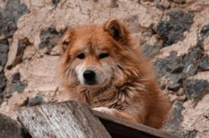 Взрослый хмонг Взрослый пёс хмонг