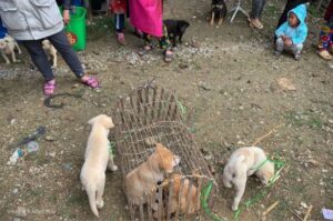 Щенки хмонги Щенки породы хмонг