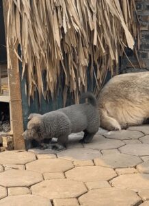 Любопытный хмонг Любопытный щенок хмонг