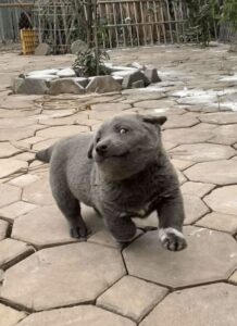 Веселый щенок хмонг Жизнерадостный щенок хмонг