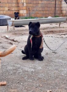 Хмонг на цепи Собака хмонг на цепи