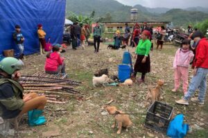 Щенята хмонги Щенки породы хмонг