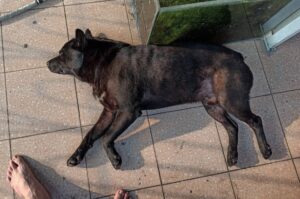 Порода хмонг Порода собак хмонг