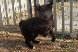 Щенок хмонга Маленький щенок хмонга