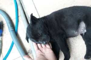 Спящий щенок хмонг Спящий хмонг