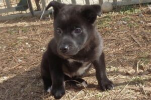 Щенок хмонга Щенок породы хмонг