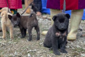 Хмонги щенки Щенки вьетнамской породы хмонг