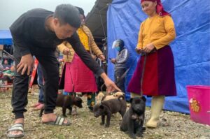 Маленькие хмонги Собачки хмонги