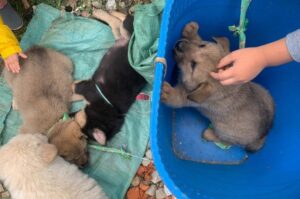 Щенята хмонги Хмонги щенки