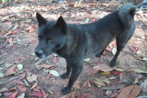 Вьетнамский пёс хмонг Вьетнамская собака хмонг