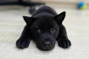 Красивый щенок хмонг Щенок хмонг