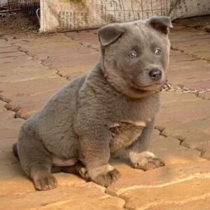 Щенок вьетнамской породы хмонг Щенок хмонг