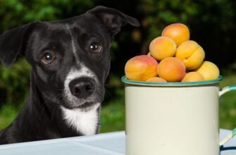 Можно ли собакам есть абрикосы?