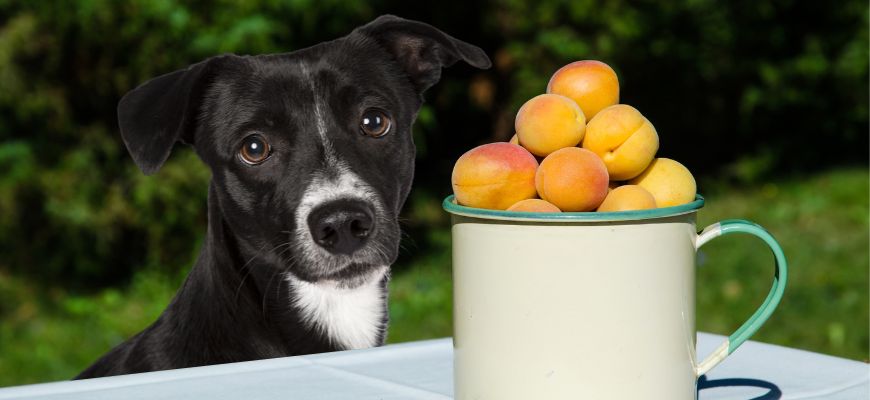 Можно ли собакам есть абрикосы?