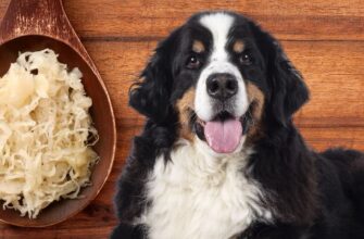 Можно ли собакам есть квашеную капусту