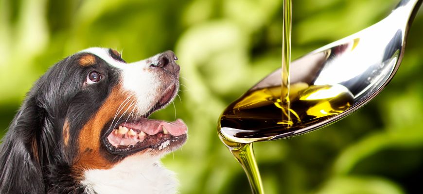 Можно ли собакам оливковое масло