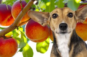 Можно ли собакам персики