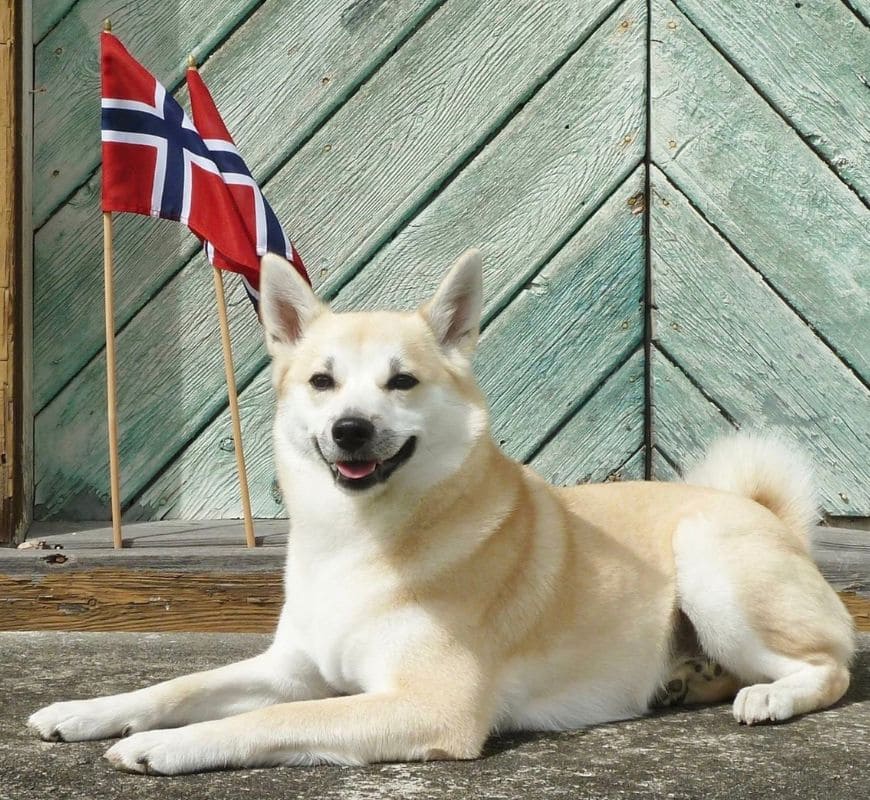 Норвежский бухунд - все о породе: фото, цена, описание, видео