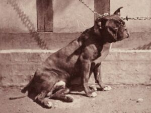 Старое фото староанглийского бульдога