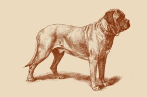 Собака староанглийский бульдог