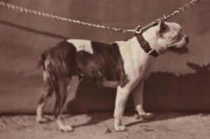 Староанглийский бульдог – вымершая порода