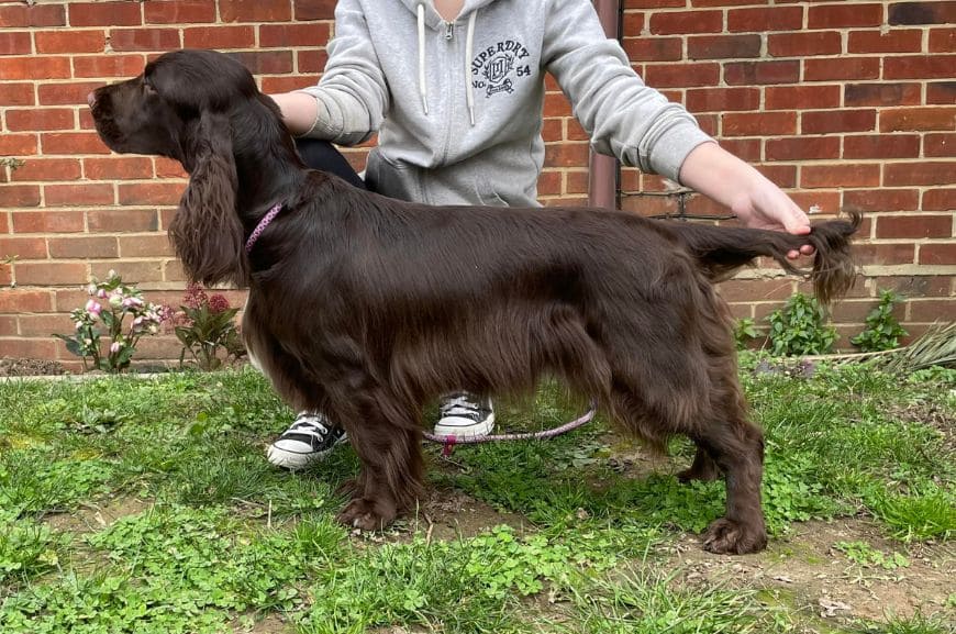 Стоковые фотографии по запросу Field spaniel