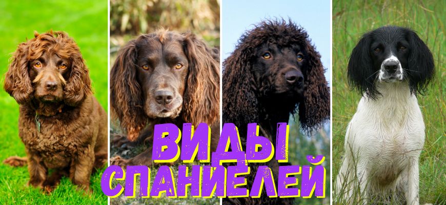 Виды спаниелей