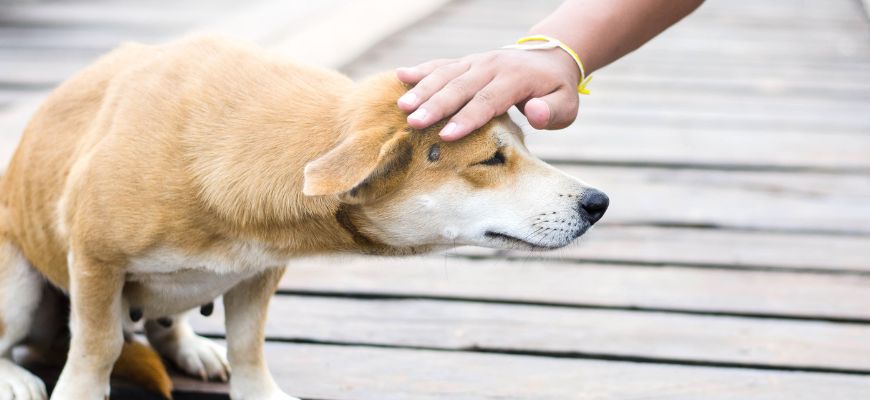 Как вызвать рвоту у собаки при отравлении