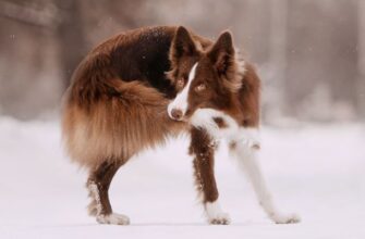 Собака бегает за хвостом