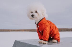 Бишон зимой