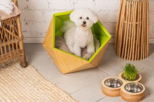 Бишон фризе