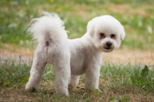 Собака бишон фризе