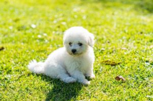 Маленький щенок французской болонки