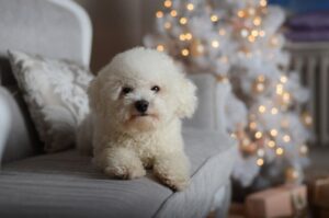 Щенок породы бишон фризе