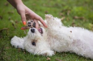 Игривый бишон